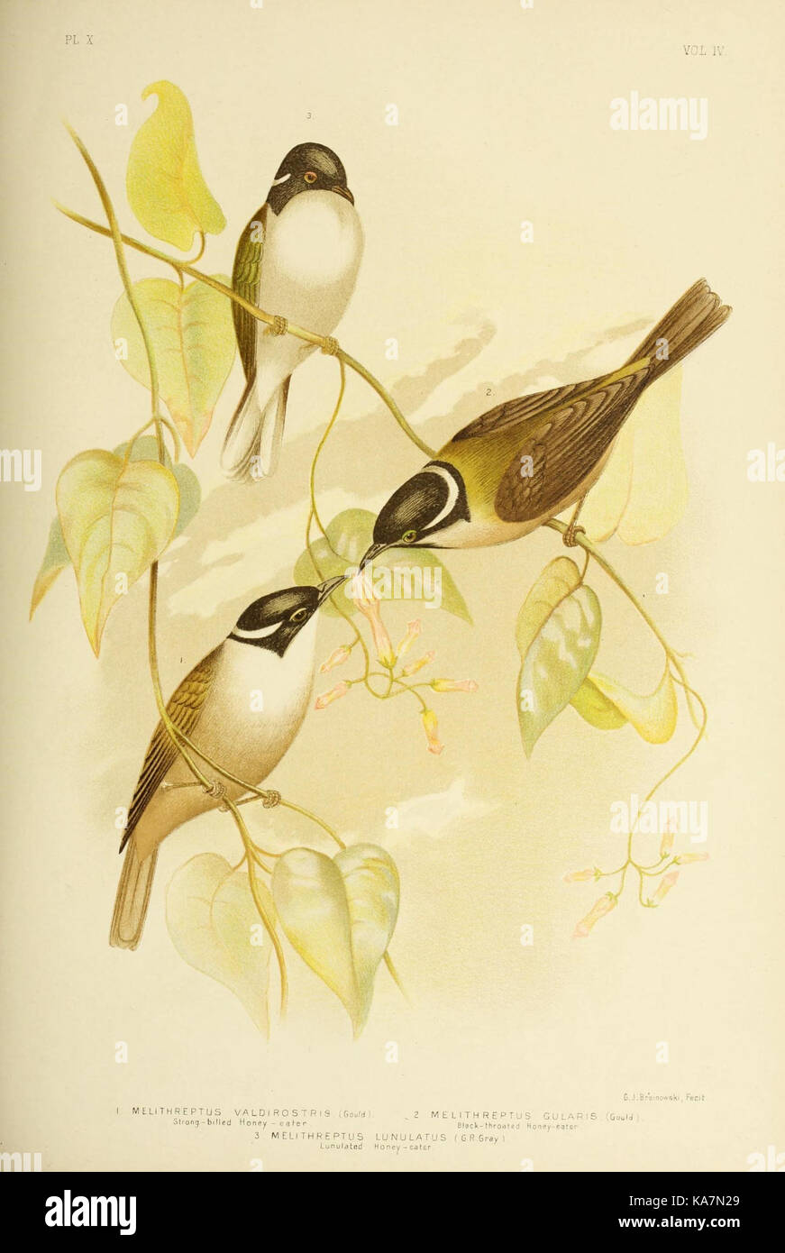 Les oiseaux d'Australie (16295998054) Banque D'Images