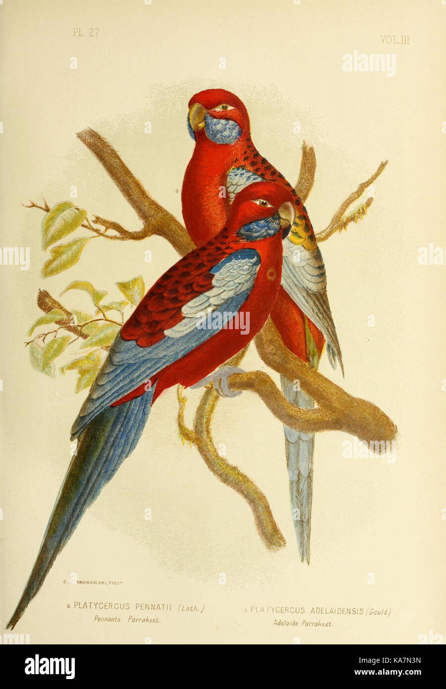 Les oiseaux d'Australie (16242782694) Banque D'Images