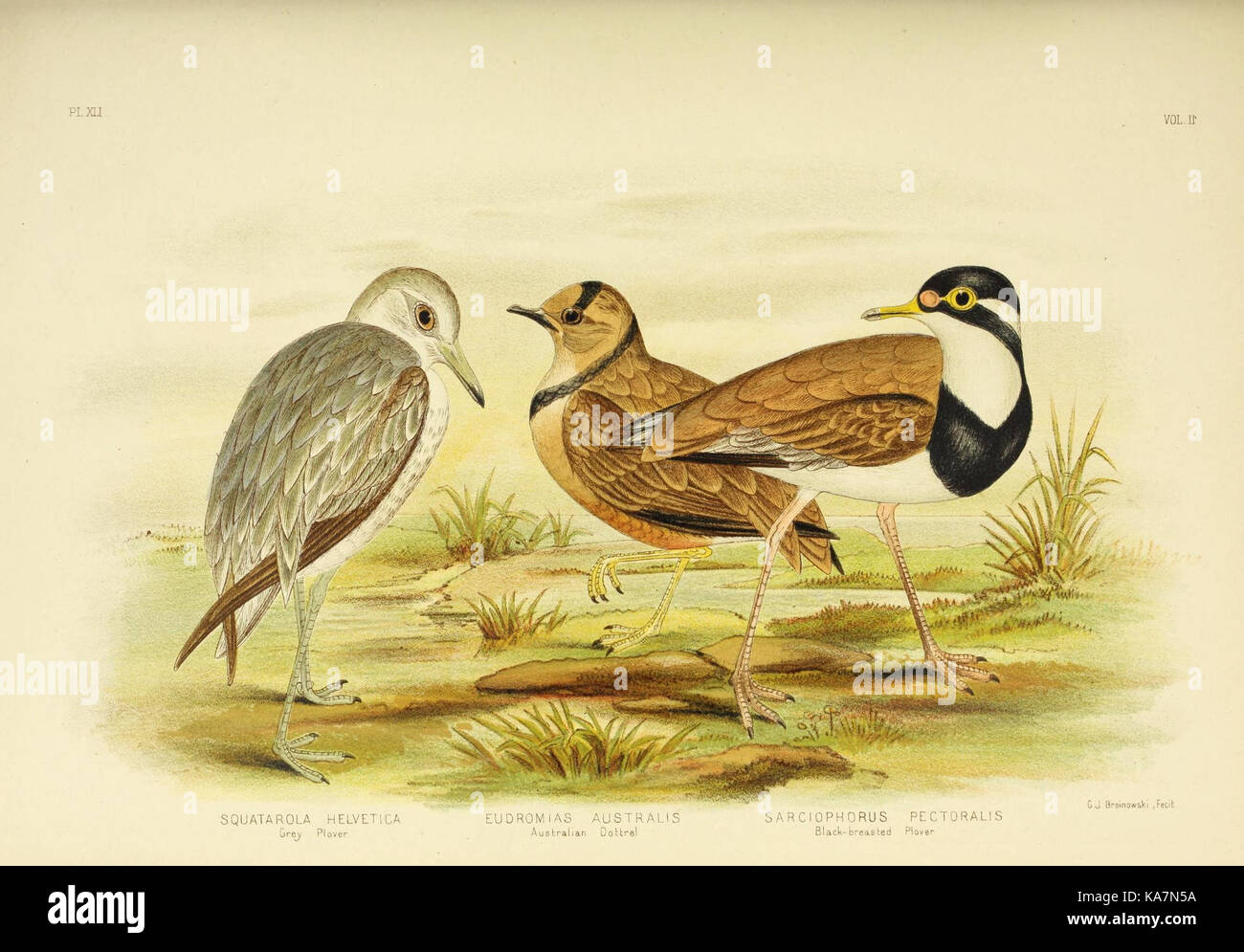 Les oiseaux d'Australie (16588148047) Banque D'Images