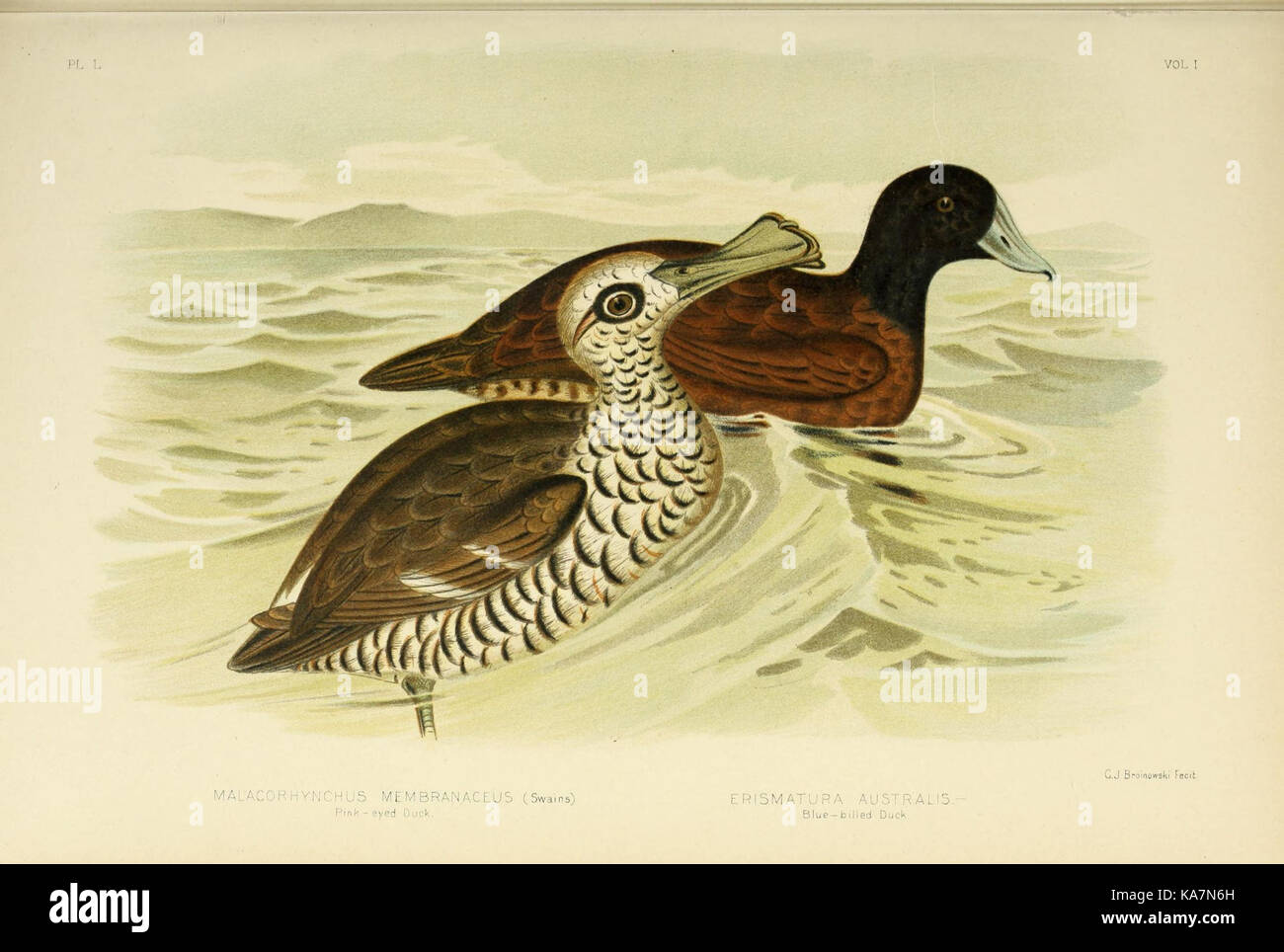 Les oiseaux d'Australie (16707504895) Banque D'Images