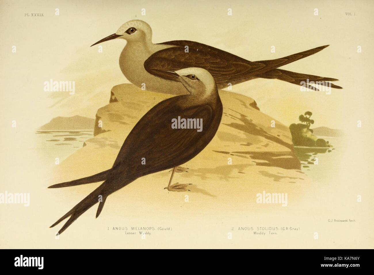Les oiseaux d'Australie (16085165604) Banque D'Images