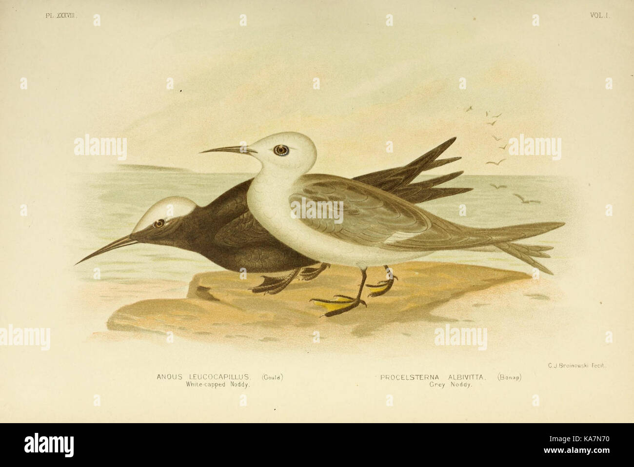 Les oiseaux d'Australie (16707479425) Banque D'Images