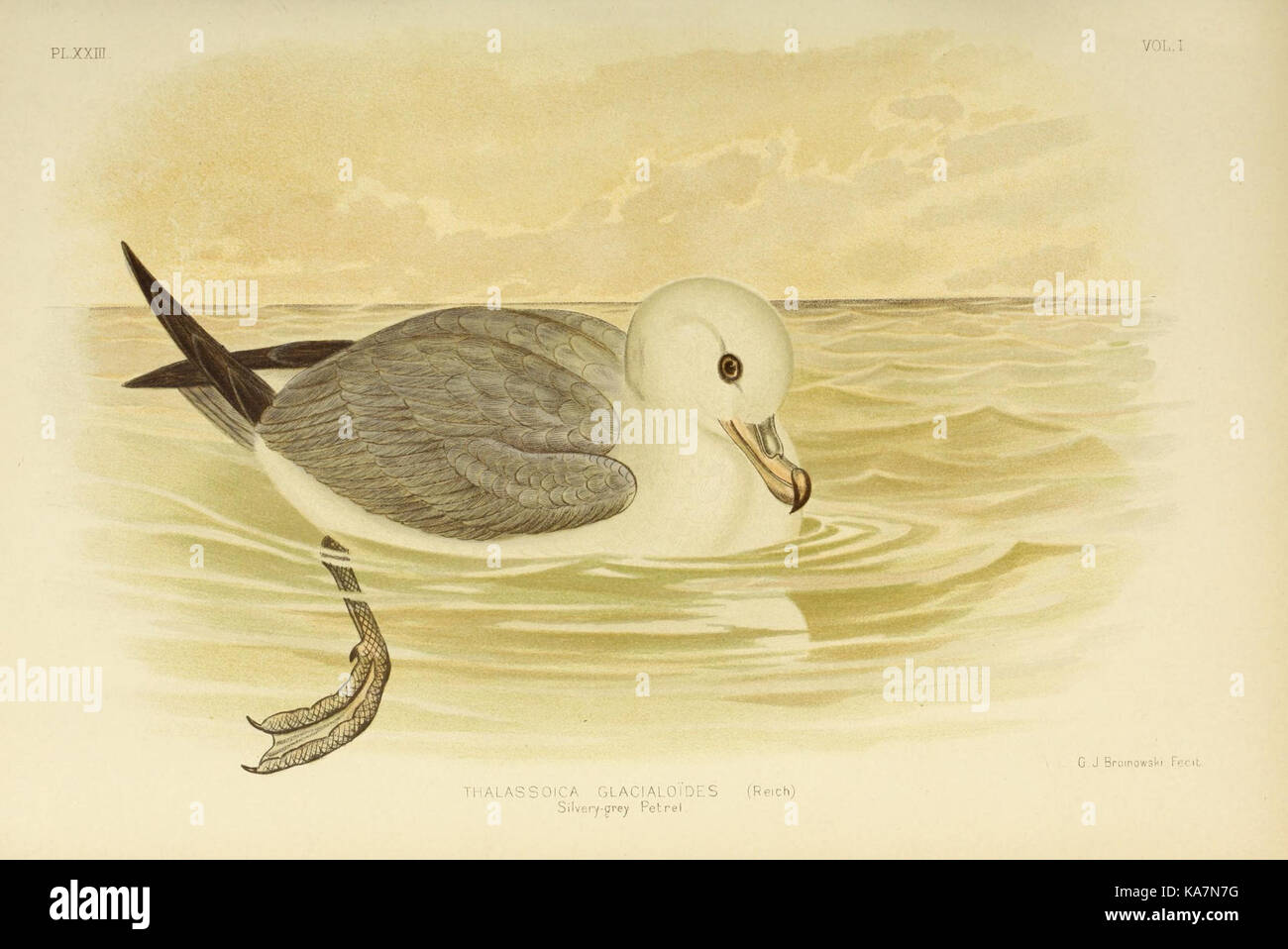 Les oiseaux d'Australie (16087516393) Banque D'Images
