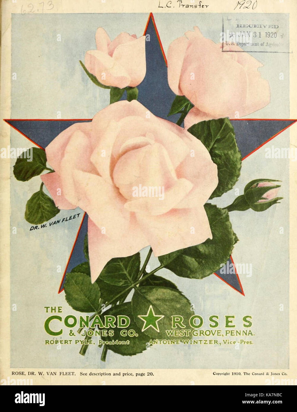 Le Conard et Jones Co. roses (16202129529) Banque D'Images