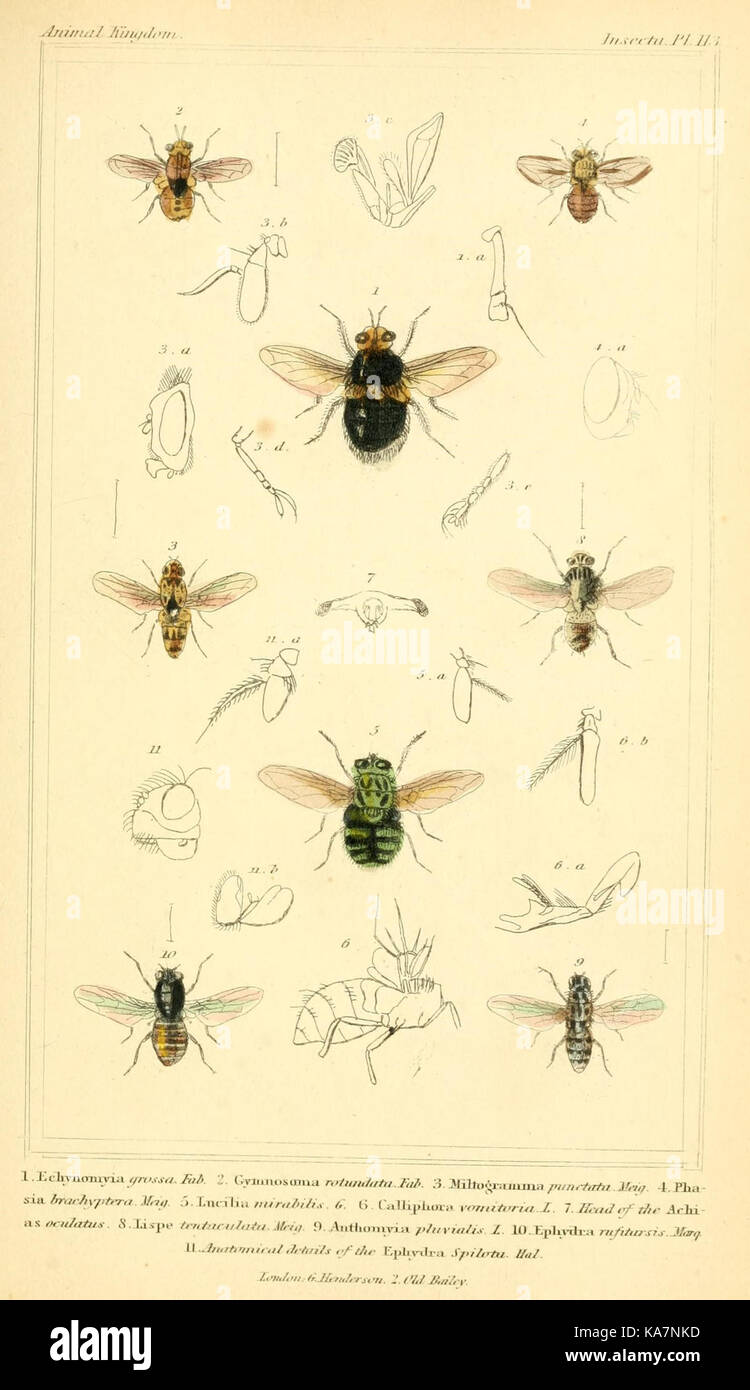 Le règne animal distribué d'après son organisation, pour servir de base à l'histoire naturelle des animaux (10293972455) Banque D'Images