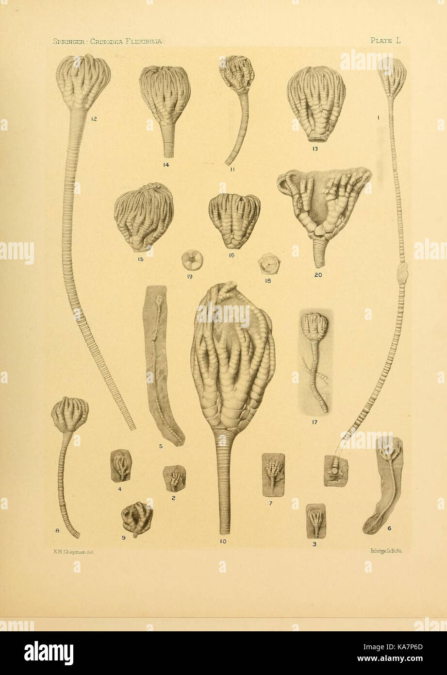 Le Crinoidea flexibilia, une espèce de fossile de crinoïde, est conservé au musée de zoologie comparée de l'Université Harvard, montrant son importance dans les études paléontologiques de la vie marine. Banque D'Images