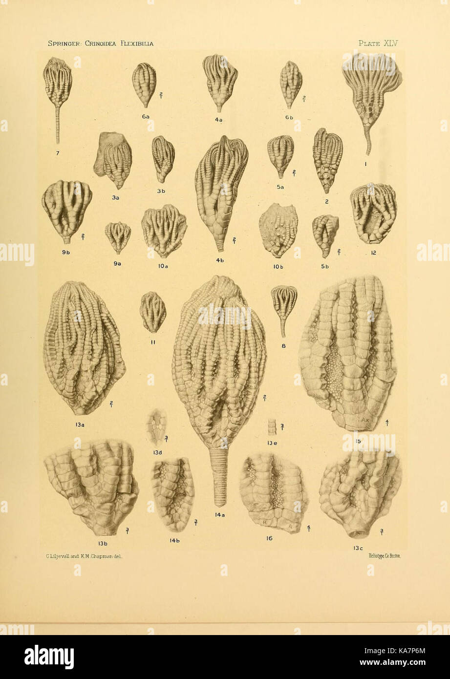 Les flexibilia Crinoidea (9669691069) Banque D'Images