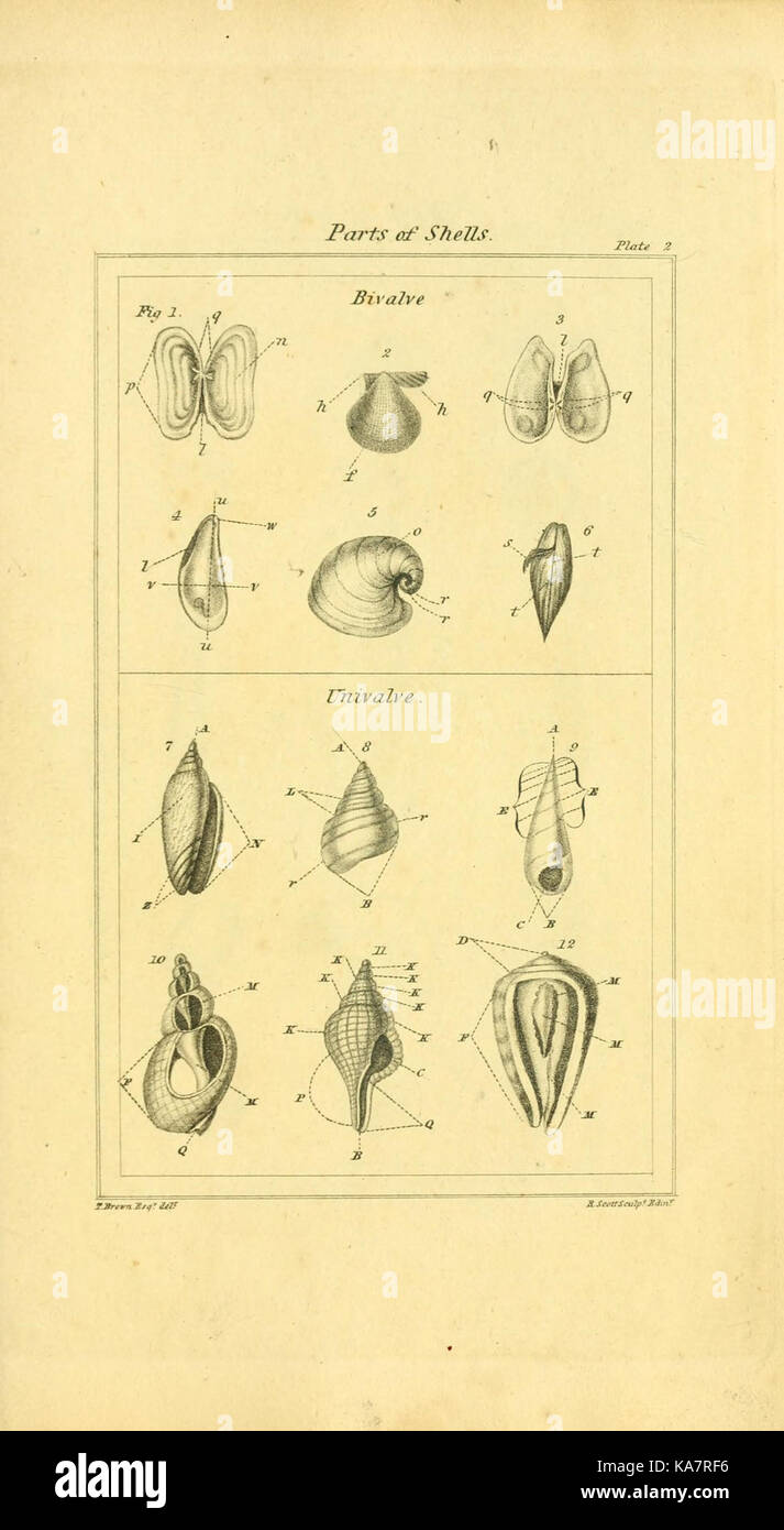 Les éléments de conchyliologie ; ou histoire naturelle des coquilles (9199417653) Banque D'Images