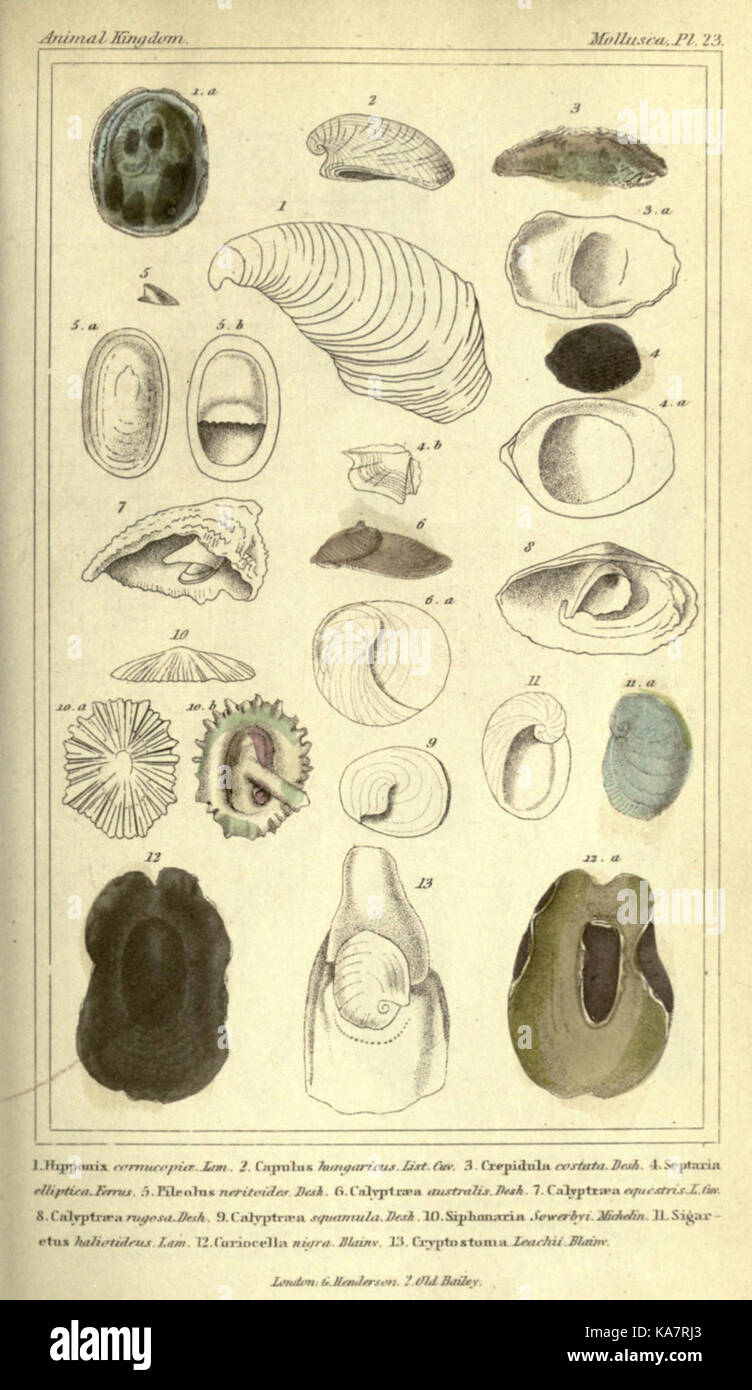 Illustration tirée de 'le Royaume animal', planche 23, représentant un éléphant, contribuant à la documentation scientifique des espèces animales au XIXe siècle. Banque D'Images