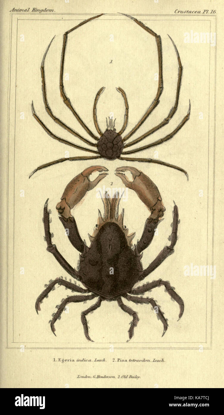 Le règne animal distribué d'après son organisation, pour servir de base à l'histoire naturelle des animaux (Crustacea. Pl. 16) (5987923052) Banque D'Images