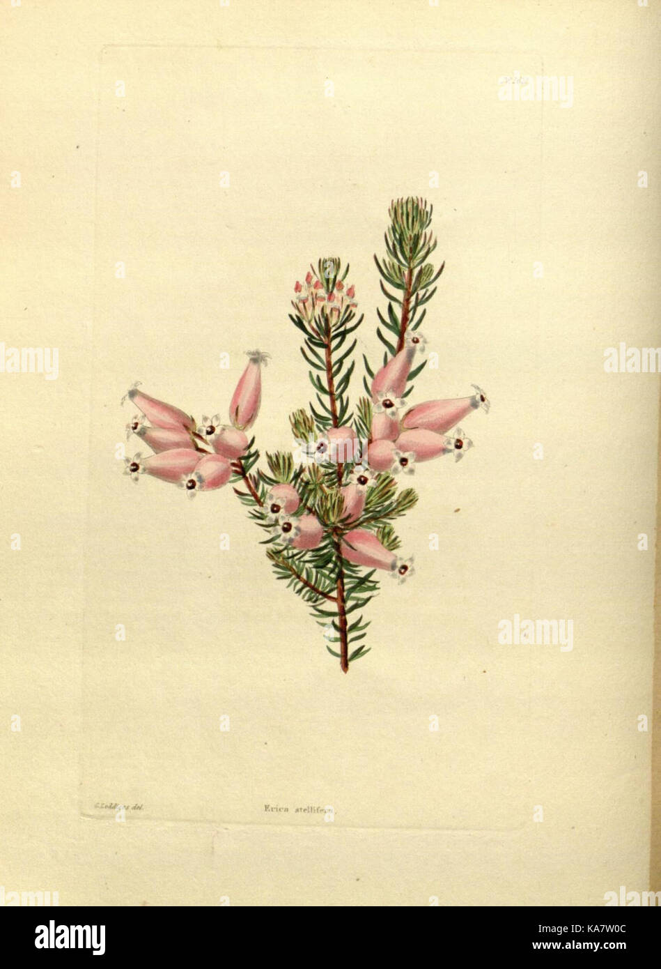 Le cabinet botanique n° 1622 logé dans la bibliothèque Peter H. Raven du Missouri Botanical Garden contient des spécimens précieux, contribuant à l’étude de la biodiversité végétale et de la conservation. Banque D'Images