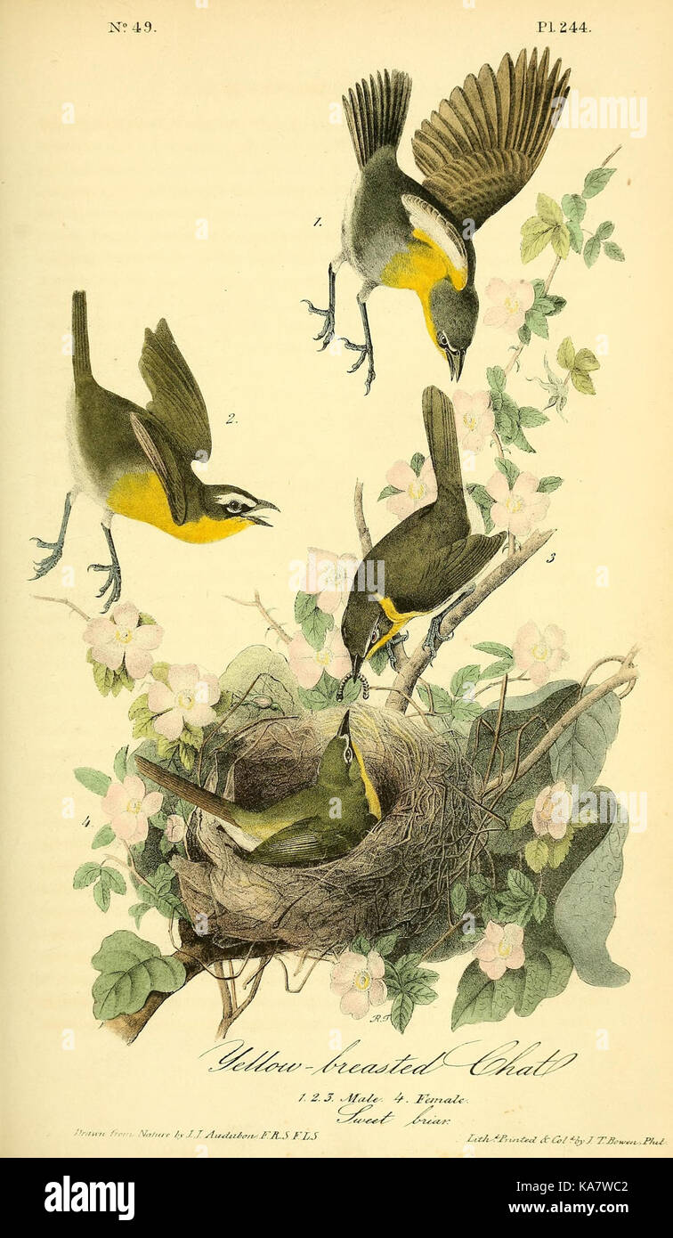 Les oiseaux d'Amérique (Pl. 244) (8576539779) Banque D'Images