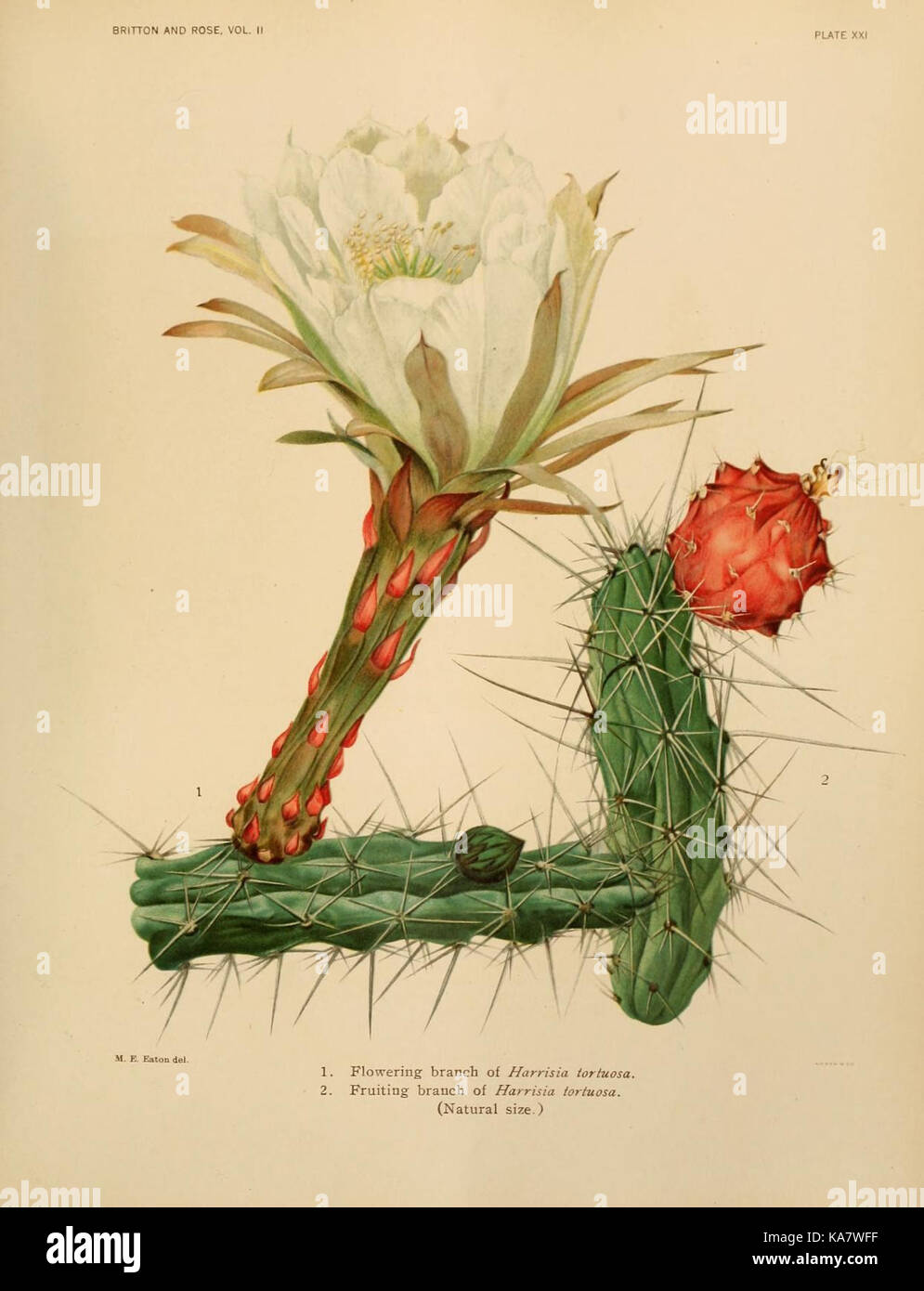 Les Cactaceae (Planche XXI) (7979559290) Banque D'Images