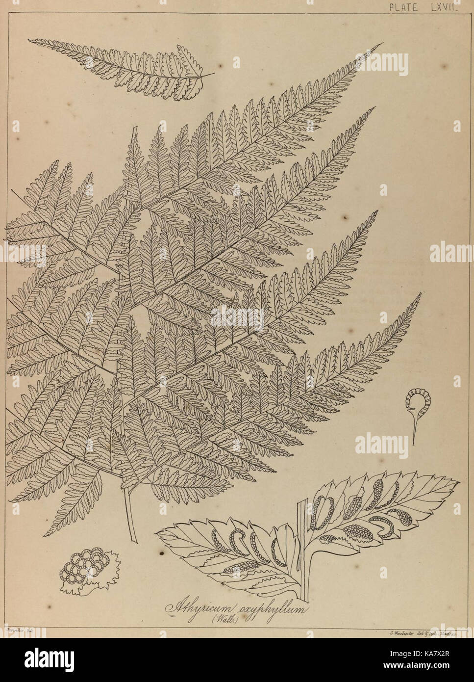 Une illustration tirée de 'The Ferns of British India' montrant diverses espèces de fougères indigènes de l'Inde, conservée dans la bibliothèque Peter H. Raven au jardin botanique du Missouri. Banque D'Images