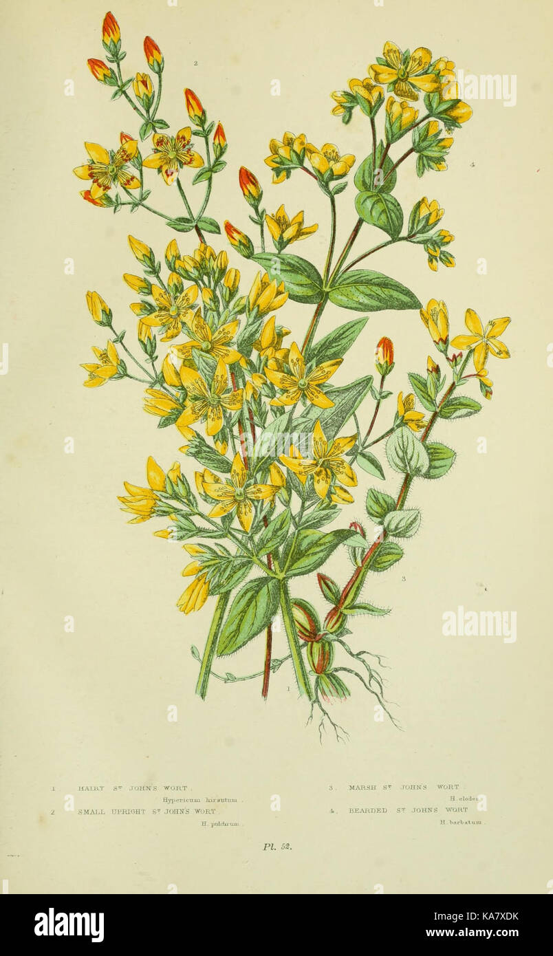 Les plantes à fleurs, d'herbes, de carex et de fougères, de Grande-Bretagne (Pl. 52) (8513713704) Banque D'Images