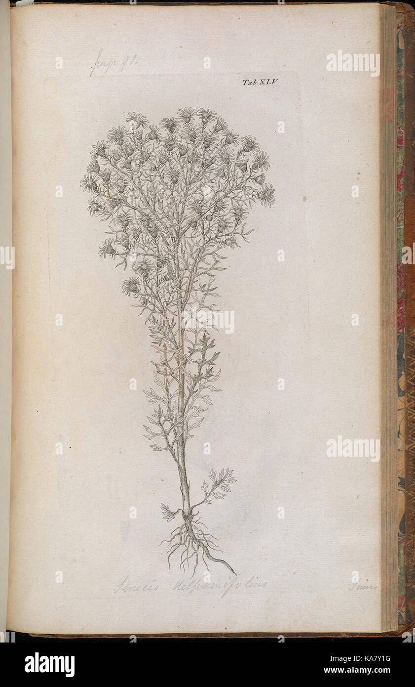 Cette illustration botanique de 'Symbolae botanicae' présente une étude détaillée de diverses plantes, mettant en valeur leurs structures et leurs classifications dans l'illustration scientifique. Banque D'Images