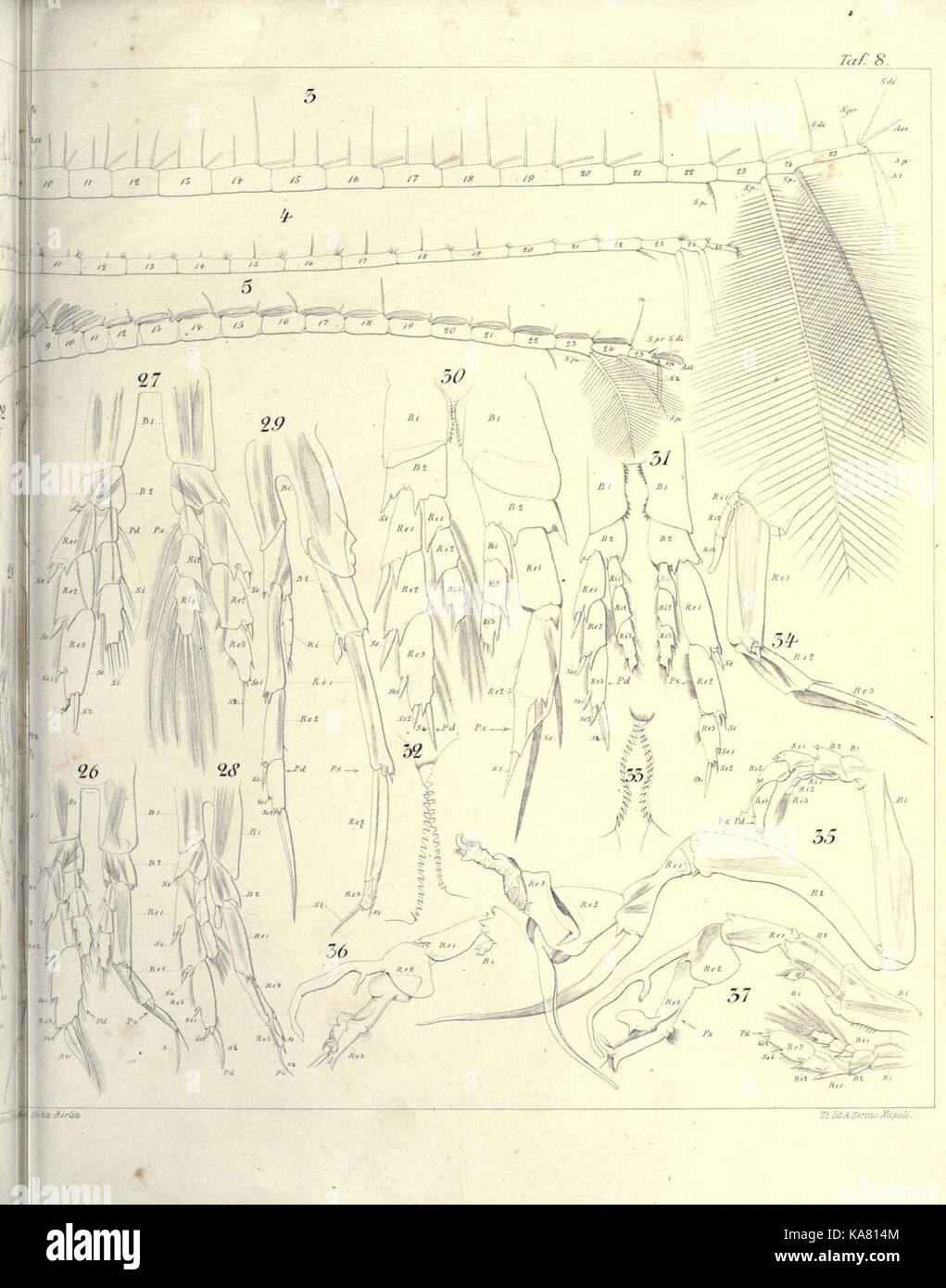 Faunistik und Systematik der pelagischen copepoden des golfes von Neapel und der angrenzenden meeres abschnitte (17935271648) Banque D'Images