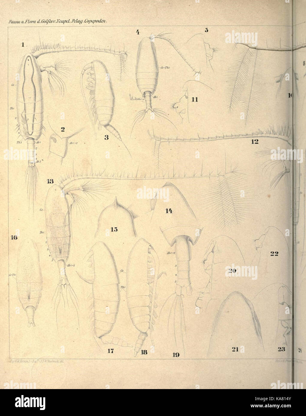 Faunistik und Systematik der pelagischen copepoden des golfes von Neapel und der angrenzenden meeres abschnitte (18124211381) Banque D'Images