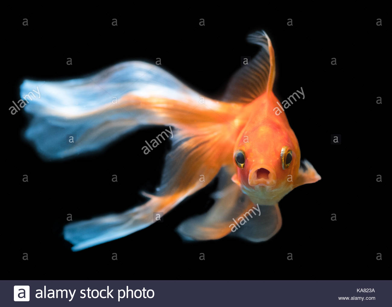Beaux Poissons Rouges Dans Un Aquarium Réservoir Avec Un