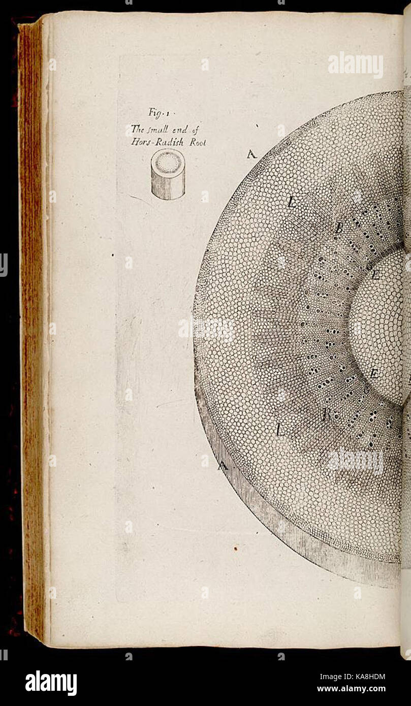 L'anatomie des plantes (tab. 15) BHL268120 Banque D'Images