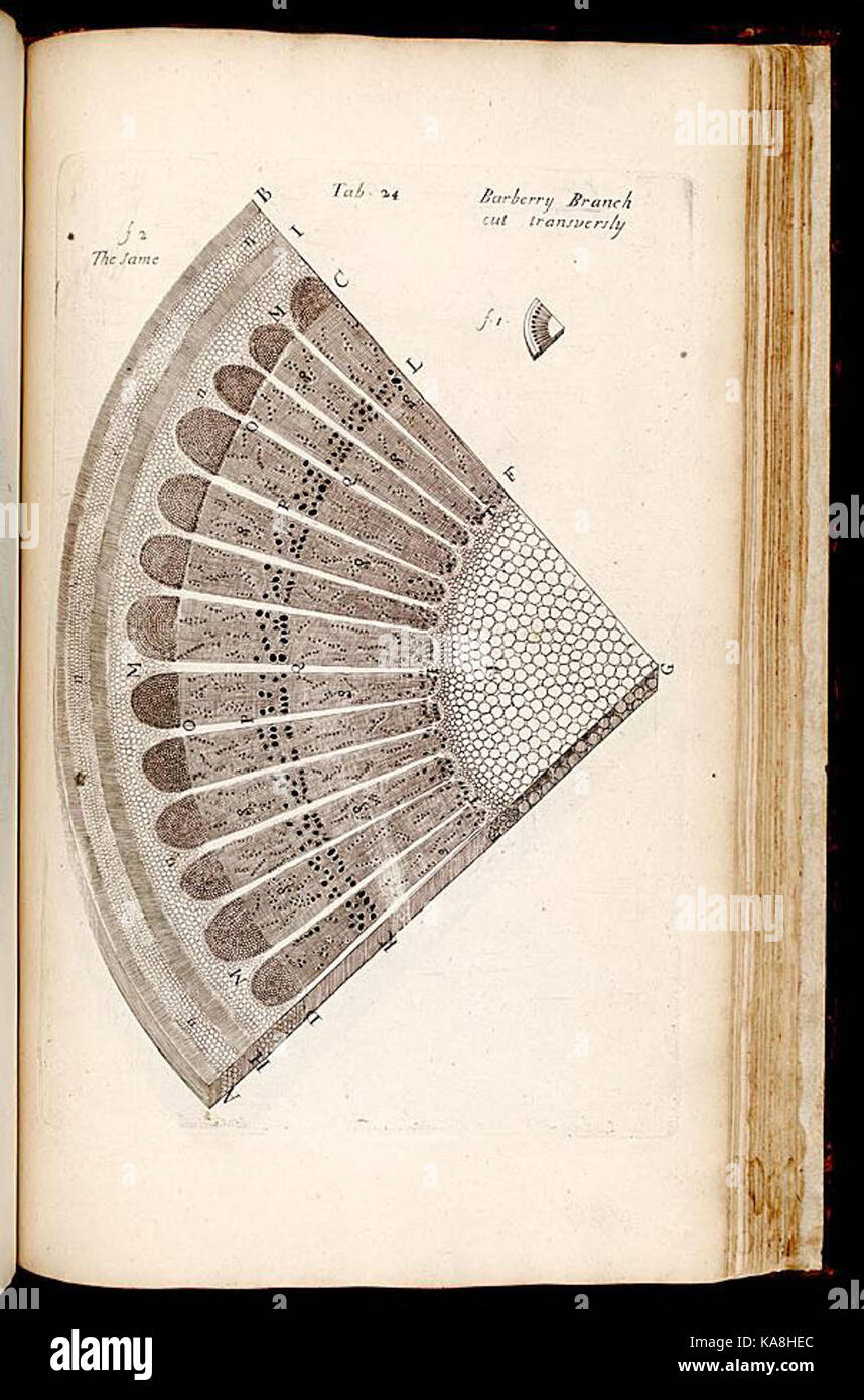 L'anatomie des plantes (tab. 24) BHL268139 Banque D'Images