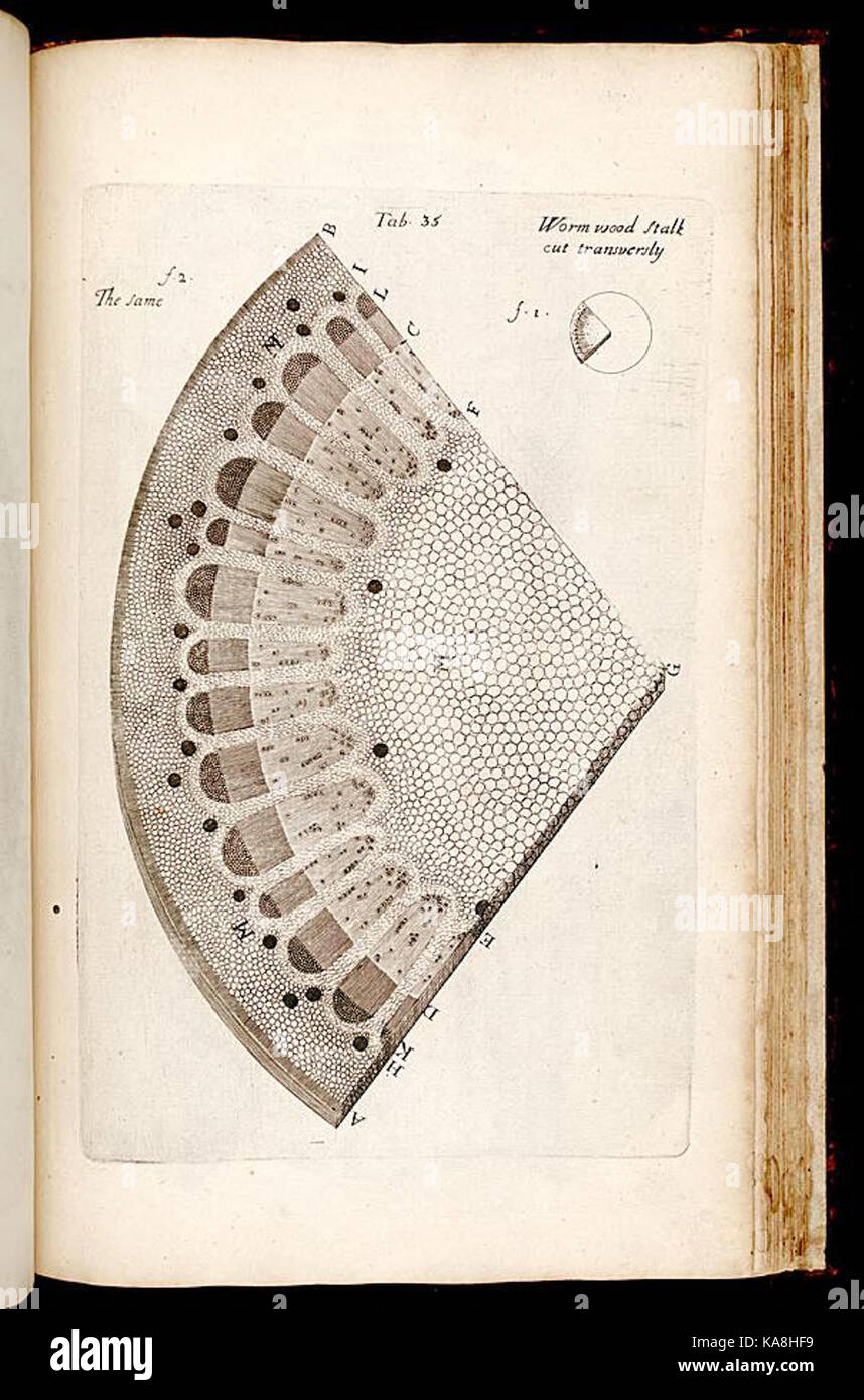 L'anatomie des plantes (tab. 35) BHL268161 Banque D'Images