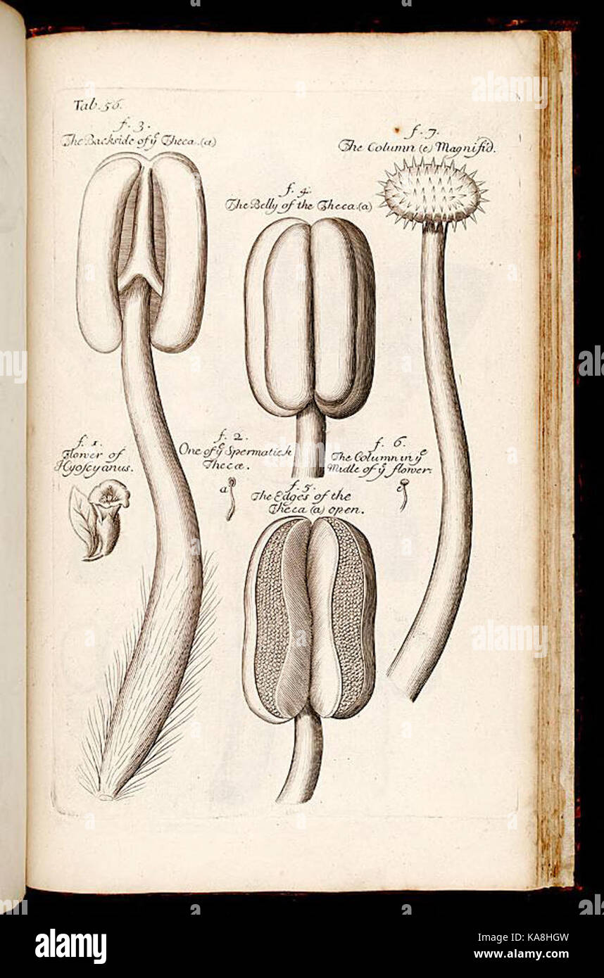 Illustration scientifique tirée de *L'anatomie des plantes*, montrant des caractéristiques botaniques détaillées. Cette plaque particulière (onglet 56) représente l'anatomie spécifique de la plante, ce qui aide à approfondir l'étude de la biologie végétale. Banque D'Images