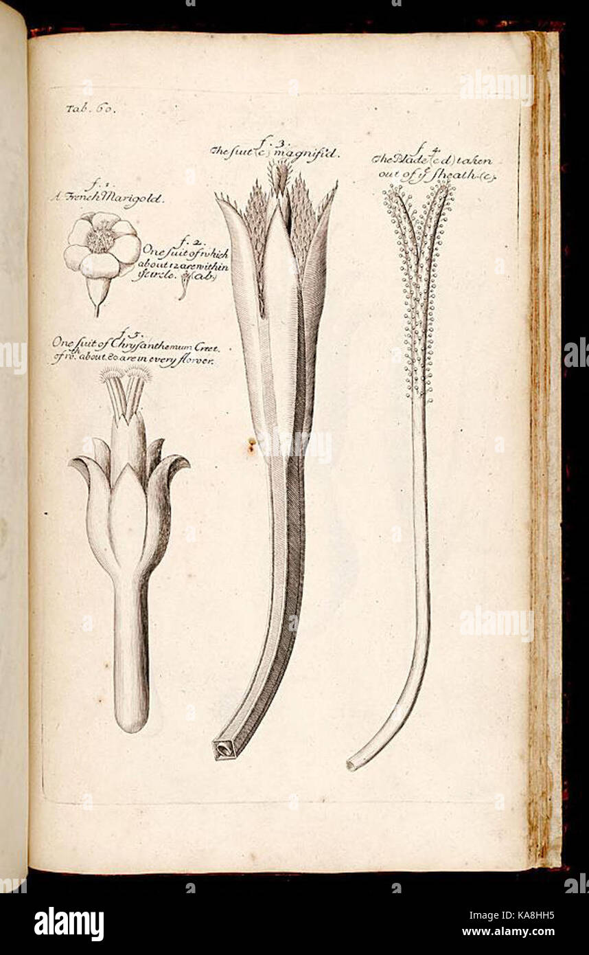 Illustration détaillée tirée d'un texte botanique montrant l'anatomie des plantes, donnant un aperçu des structures et de la biologie des plantes. Banque D'Images