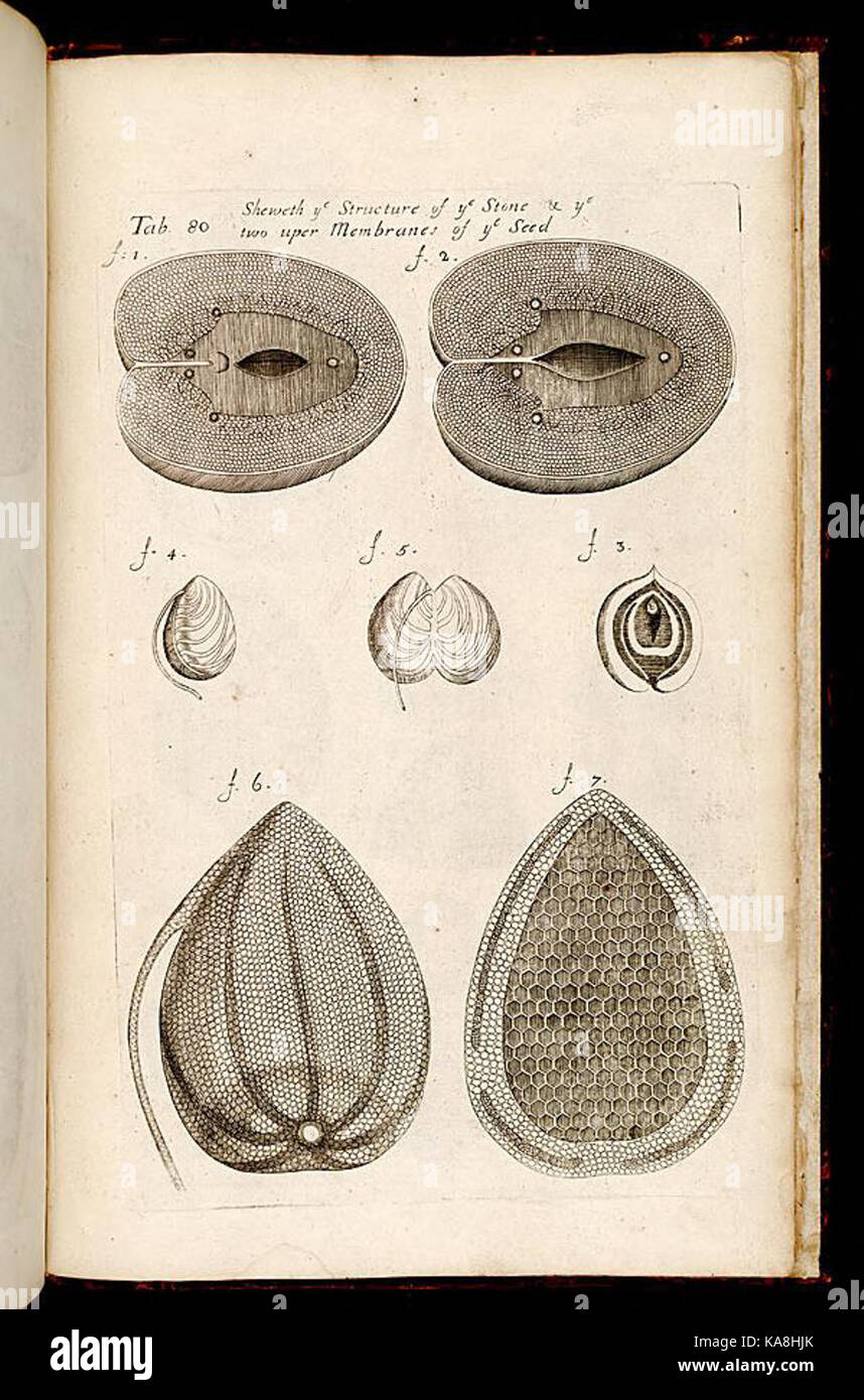 L'anatomie des plantes (tab. 80) BHL268253 Banque D'Images
