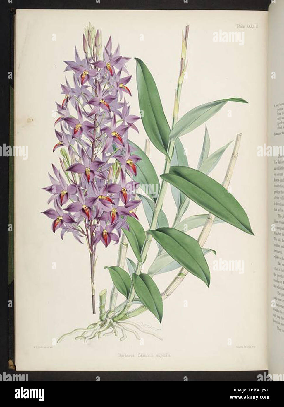 Sélectionnez orchidaceous plants. (Première série) (XXXVIII) BHL269549 Plaque Banque D'Images