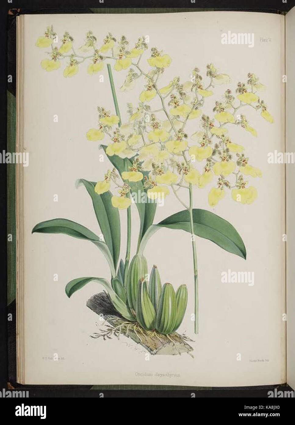 Sélectionnez orchidaceous plants. (Deuxième série) (V) BHL269604 Plaque Banque D'Images