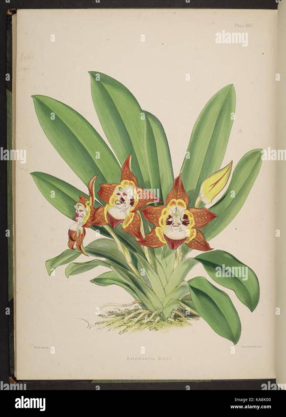 Sélectionnez orchidaceous plants. (Deuxième série) (XXXV) BHL269724 Plaque Banque D'Images