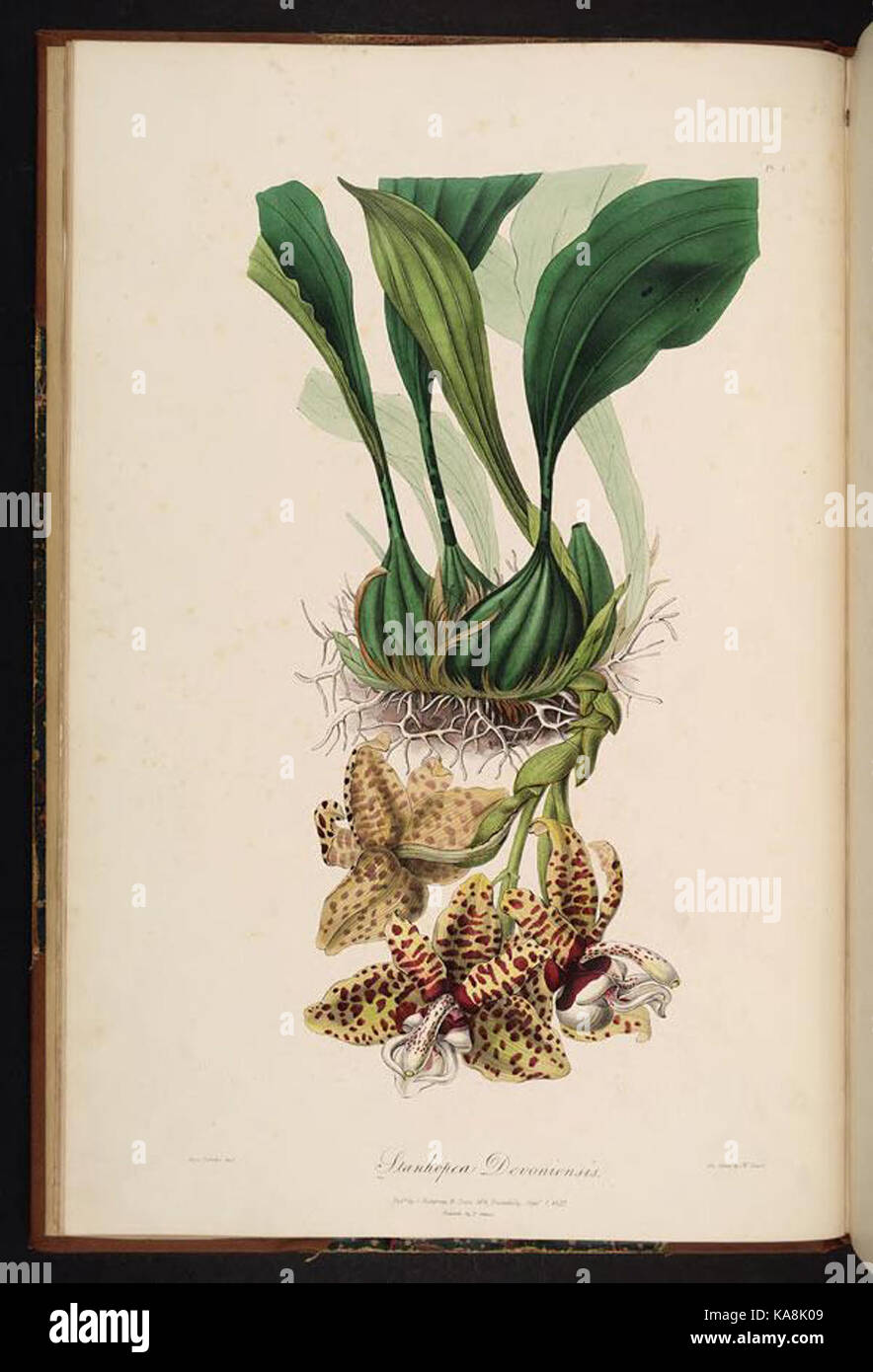 Cette illustration botanique représente Sertum orchidaceum, une espèce d'orchidée, mettant en valeur la beauté complexe de la plante. Le dessin détaillé met en évidence la structure et les caractéristiques florales de cette espèce d'orchidée, contribuant à la recherche botanique et à l'identification des plantes. Banque D'Images