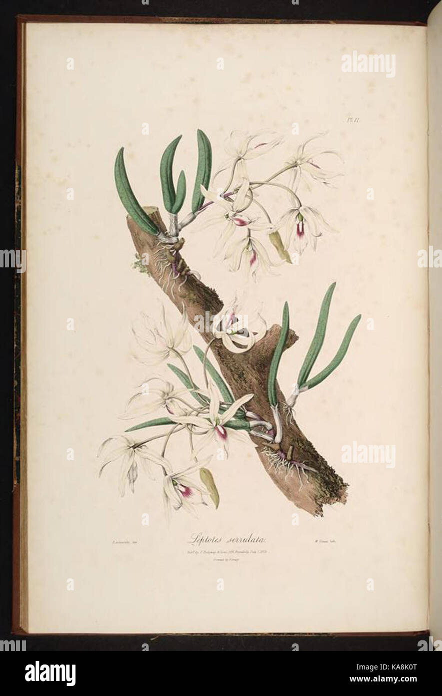Sertum orchidaceum (Pl. 11) BHL269839 Banque D'Images