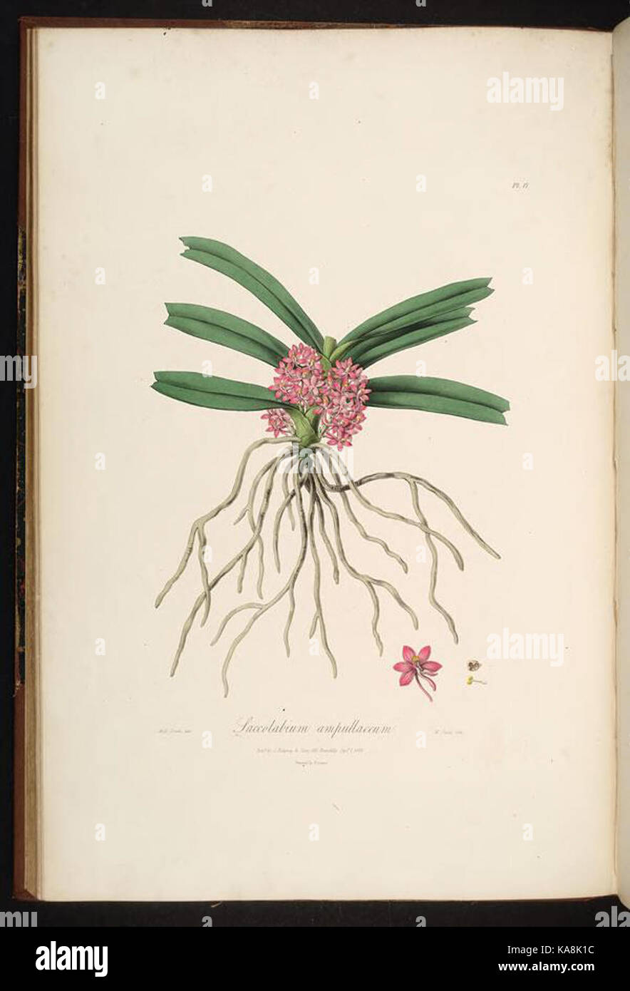 Sertum orchidaceum (Pl. 17) BHL269875 Banque D'Images
