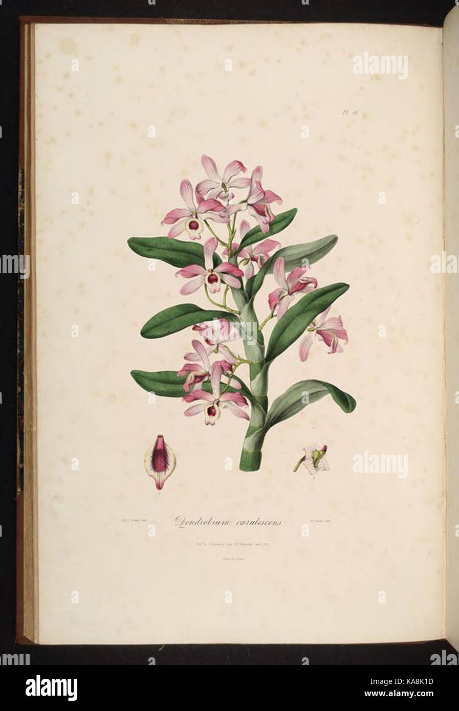 Sertum orchidaceum (Pl. 18) BHL269881 Banque D'Images