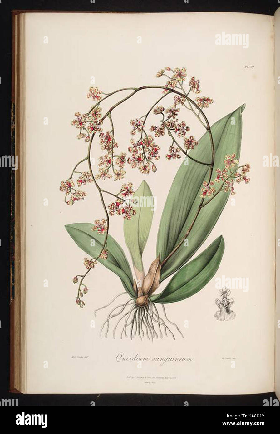 Sertum orchidaceum (Pl. 27) BHL269937 Banque D'Images
