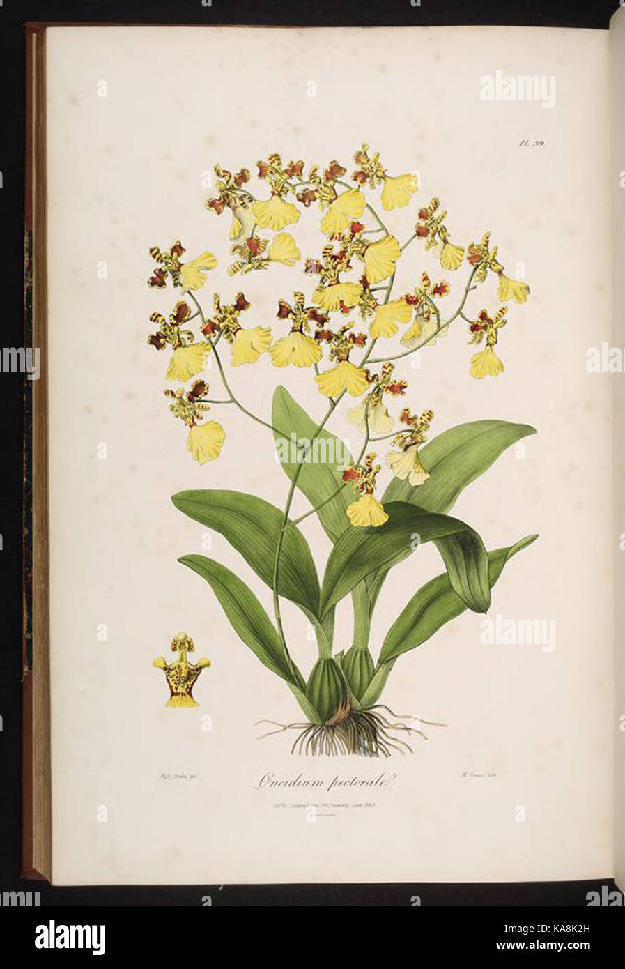 Une illustration de *Sertum orchidaceum*, une espèce d'orchidée, présentée dans un ouvrage de référence botanique, mettant en valeur ses fleurs et sa structure complexes. Banque D'Images