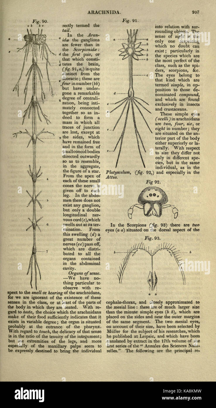 La cyclopaedia de l'anatomie et la physiologie (page 207) BHL21559613 Banque D'Images