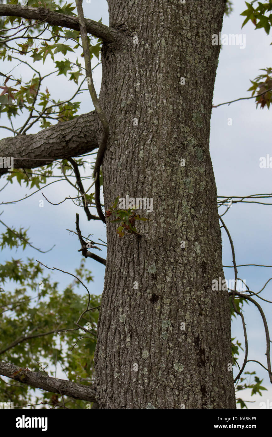 Grand arbre qui s'étend au-dessus du niveau des yeux Banque D'Images