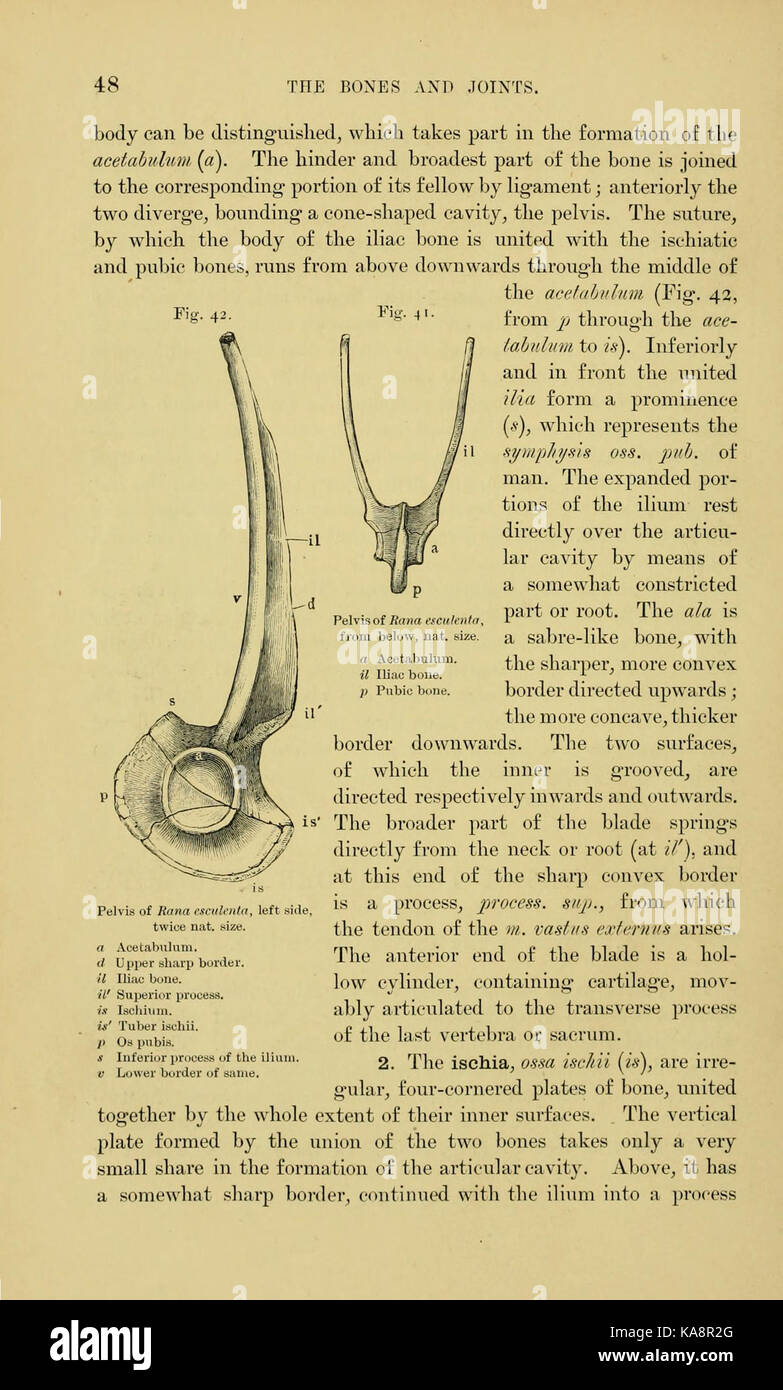 L'anatomie de la grenouille (page 48, fig. 4142) BHL7554740 Banque D'Images
