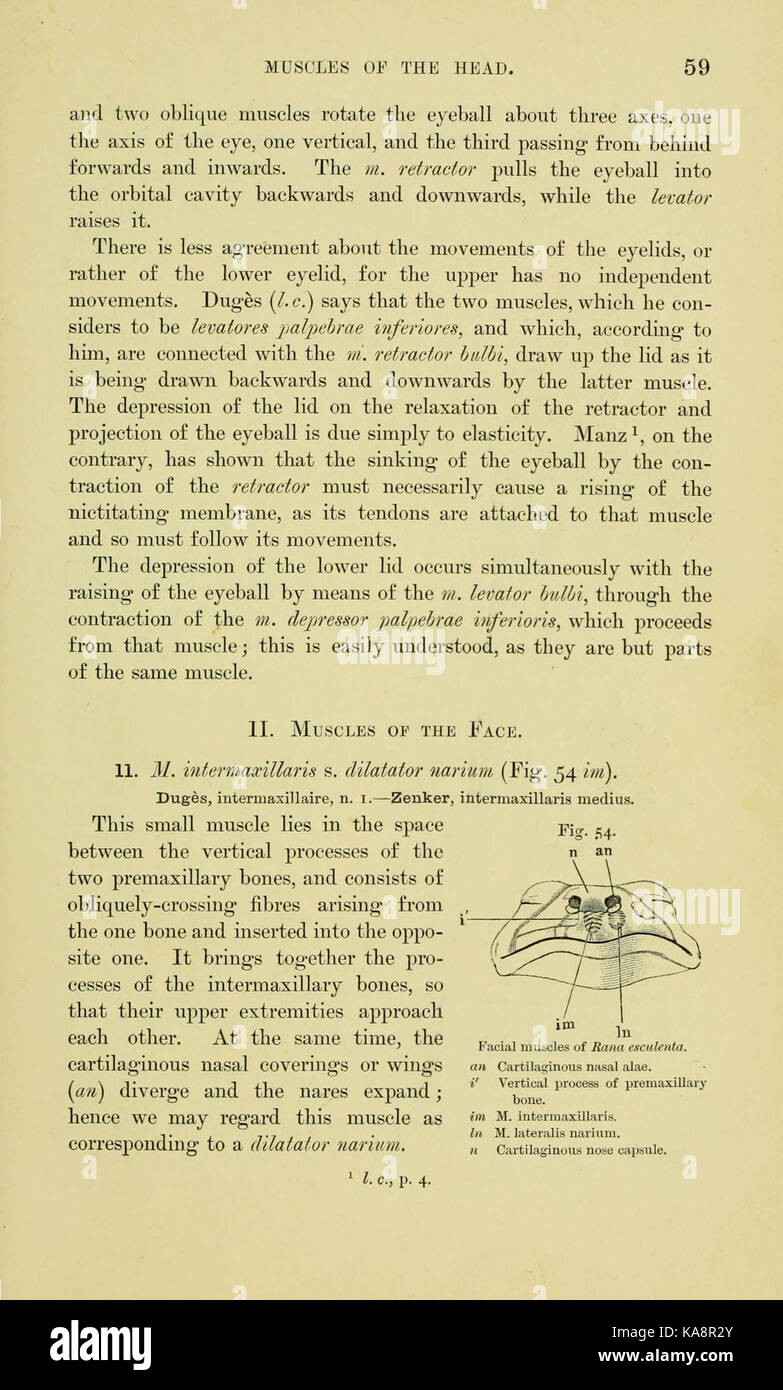 L'anatomie de la grenouille (page 59, fig. 54) BHL7554729 Banque D'Images