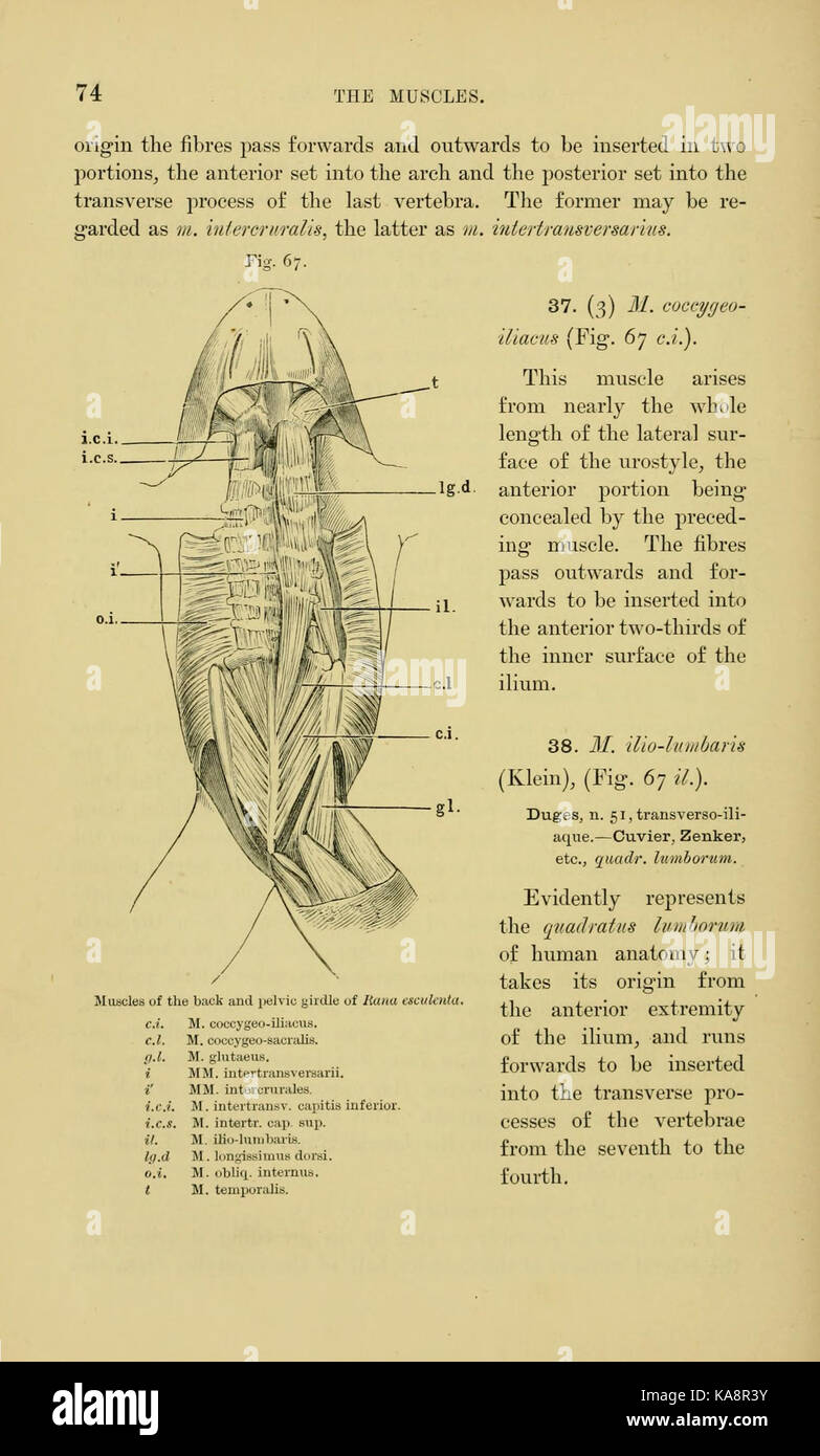 L'anatomie de la grenouille (page 74, fig. 67) BHL7554780 Banque D'Images