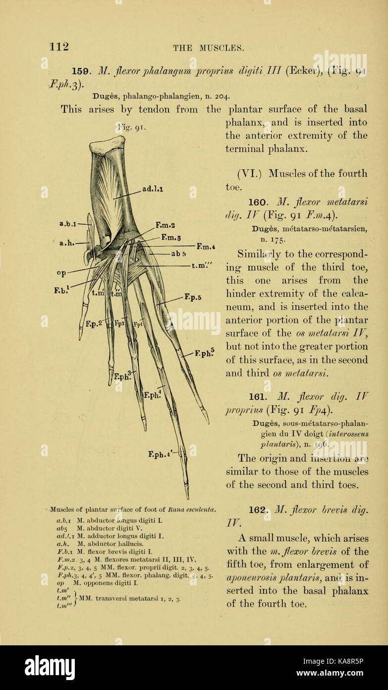 Cette illustration tirée d'un livre de biologie historique décrit l'anatomie d'une grenouille. Il fournit une vue détaillée de la structure interne de la grenouille, mettant en évidence les caractéristiques clés à des fins éducatives. L'image est utilisée dans les études scientifiques des amphibiens et de leur composition biologique. Banque D'Images