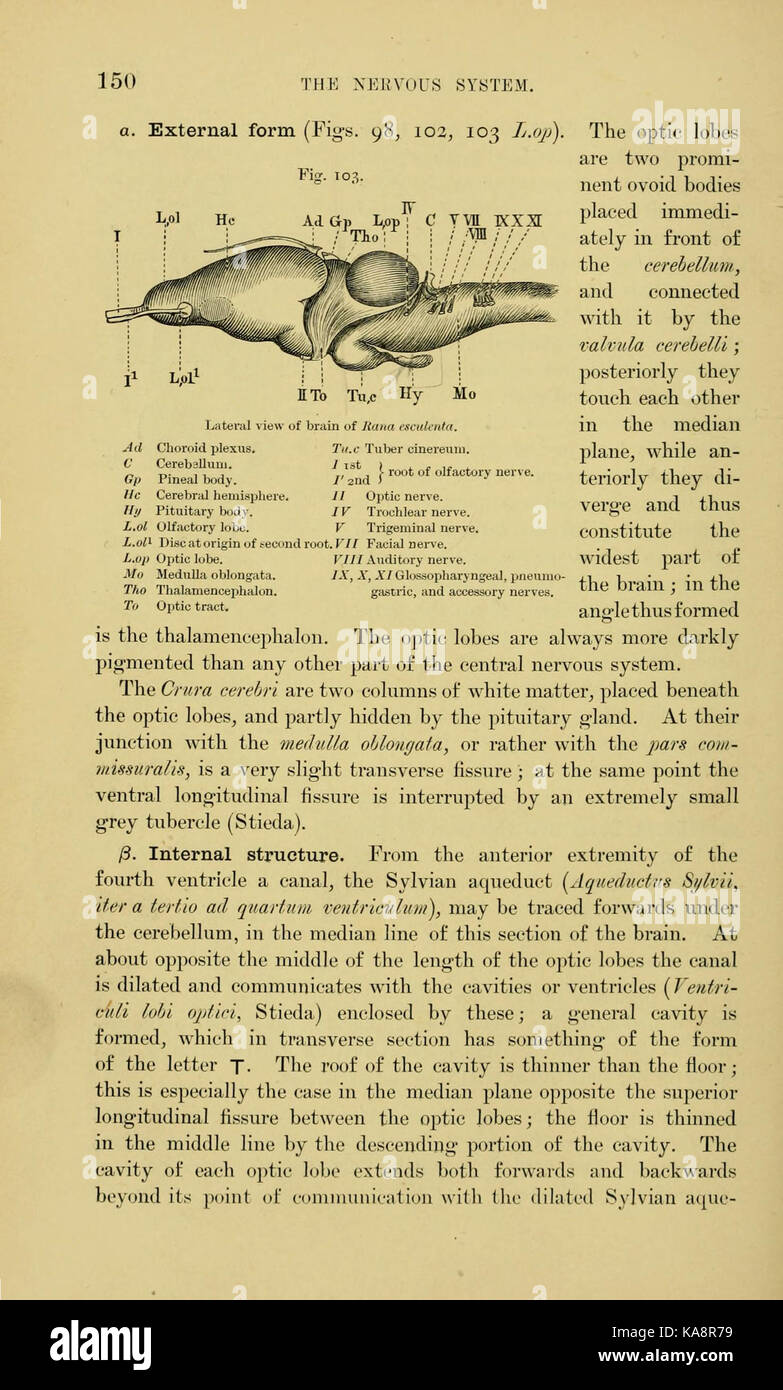 L'anatomie de la grenouille (page 150, fig. 103) BHL7554868 Banque D'Images