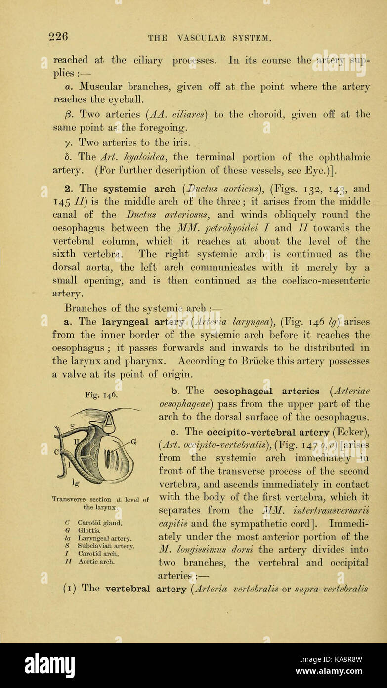 L'anatomie de la grenouille (page 226, fig. 146) BHL7555008 Banque D'Images