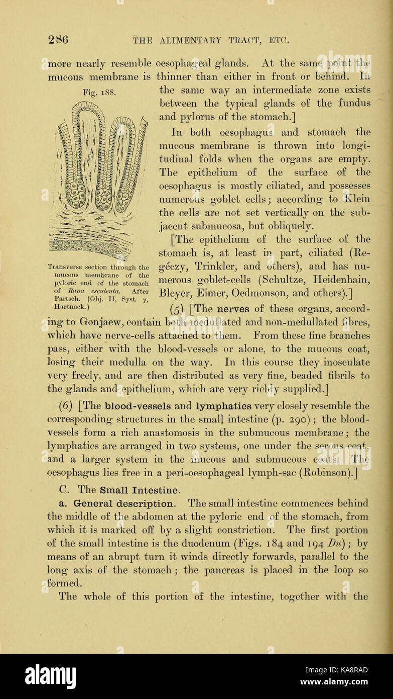 L'anatomie de la grenouille (page 286, fig. 188) BHL7555022 Banque D'Images