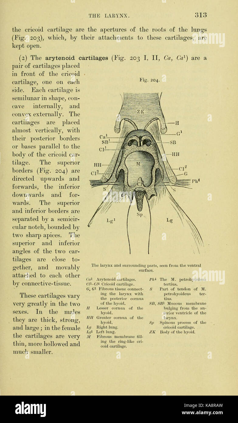 Cette illustration tirée d'un manuel montre l'anatomie détaillée d'une grenouille, qui fait probablement partie d'une étude biologique ou d'une ressource éducative, en se concentrant sur les caractéristiques internes et externes de l'espèce. Banque D'Images