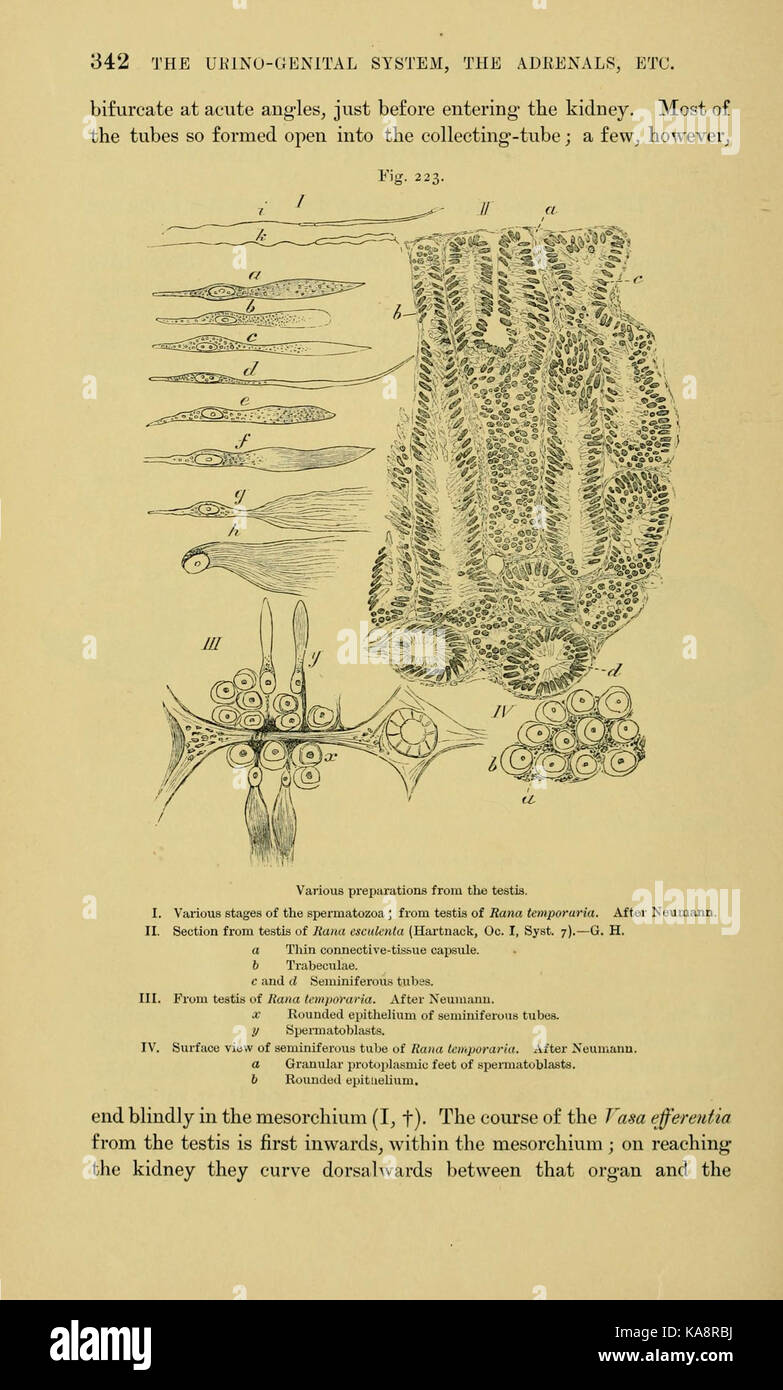 L'anatomie de la grenouille (page 342, fig. 223) BHL7555112 Banque D'Images