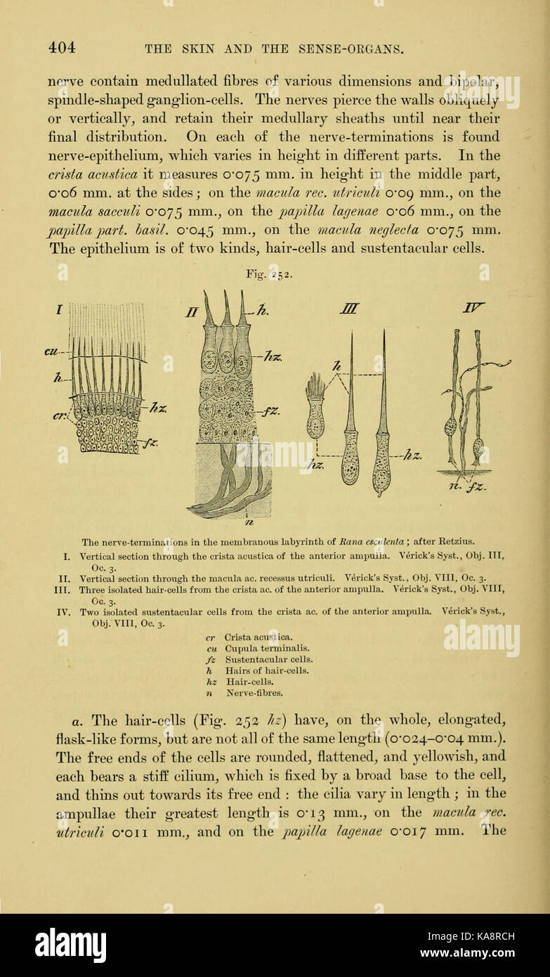L'anatomie de la grenouille (page 404, fig. 252) BHL7555064 Banque D'Images